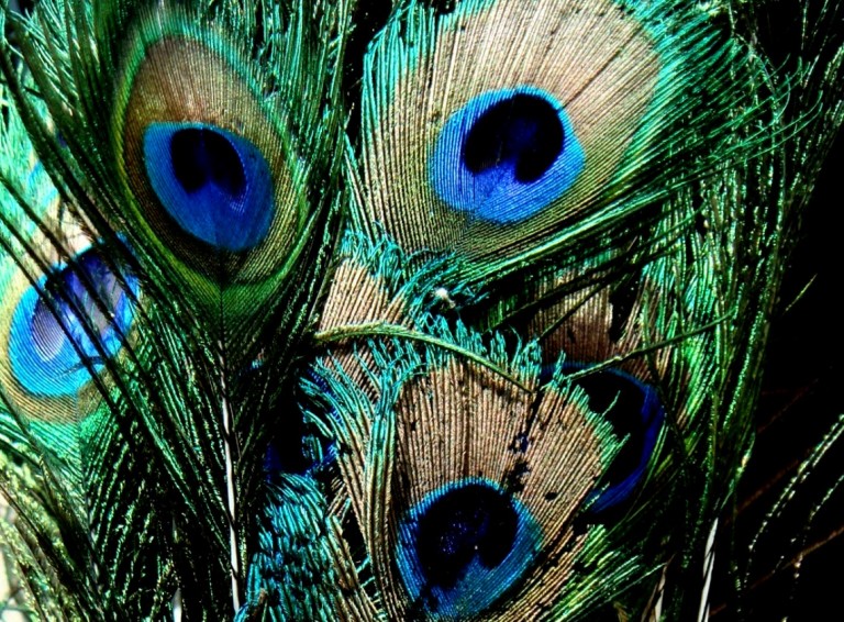 free art wallpaper download,feather,close up,eye,peafowl,fashion accessory