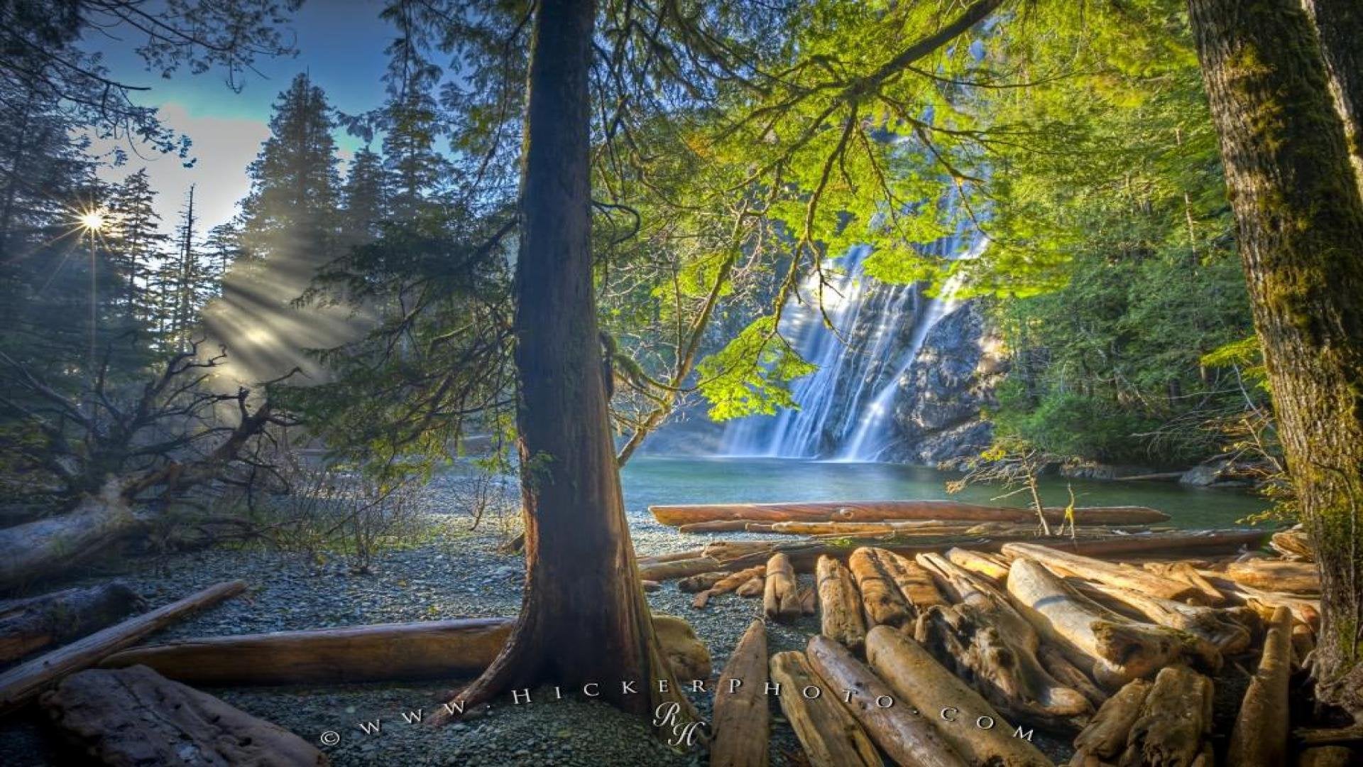 kunst tapete hd,natürliche landschaft,natur,baum,wald,alter wald