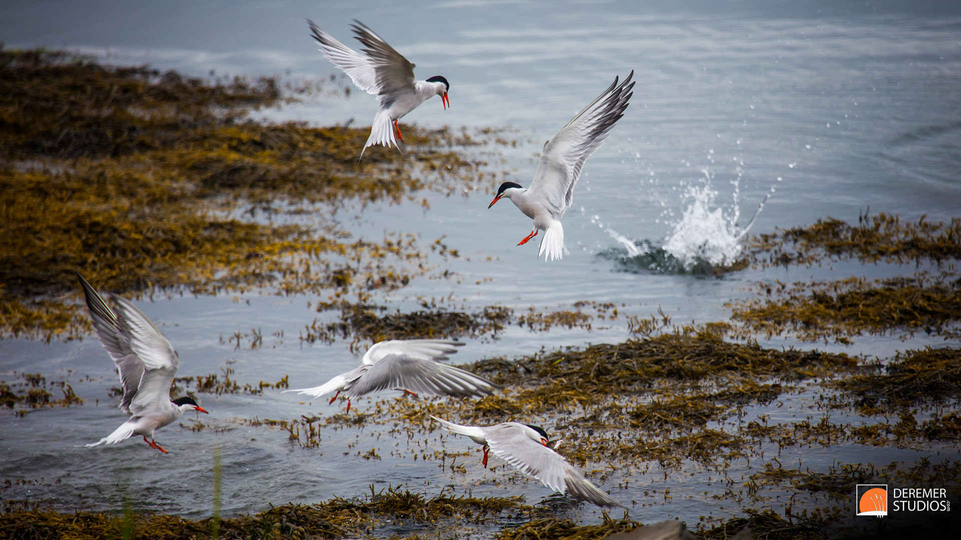 papier peint beaux arts hd,oiseau,oiseau de mer,mouette,ciel,aile