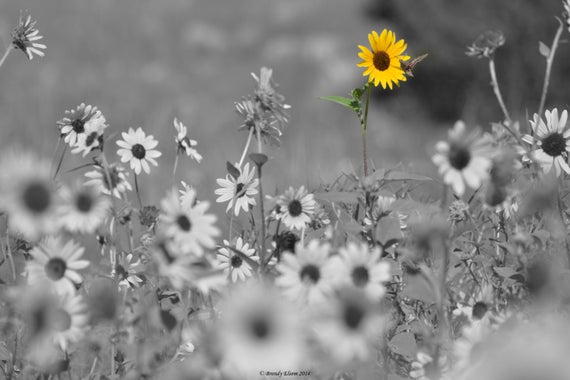 carta da parati macchia nera,fiore,natura,fotografia in bianco e nero,bianco e nero,pianta