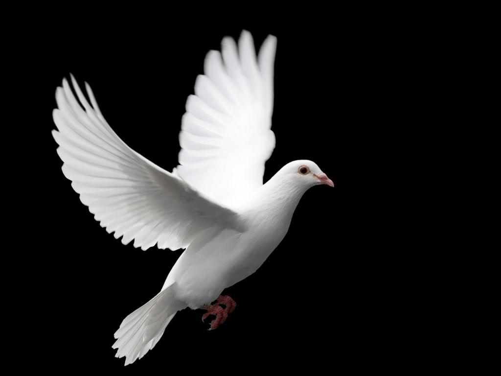 papier peint colombe,oiseau,blanc,colombe,pigeons et colombes,aile