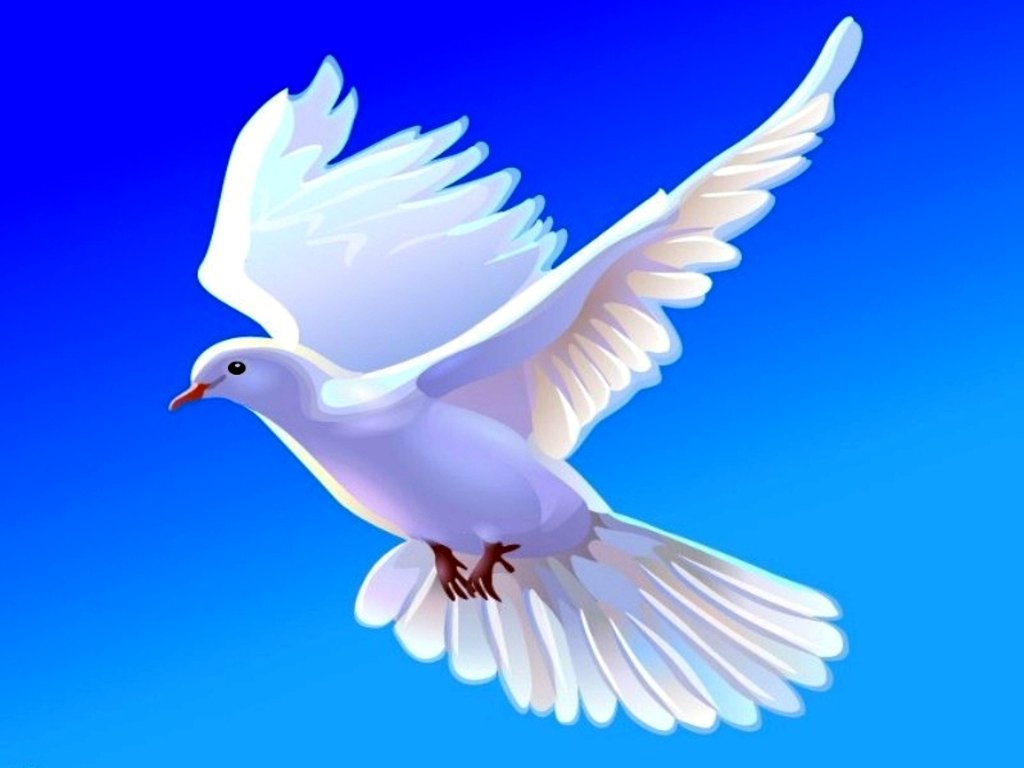 dove wallpaper,bird,rock dove,pigeons and doves,blue,beak