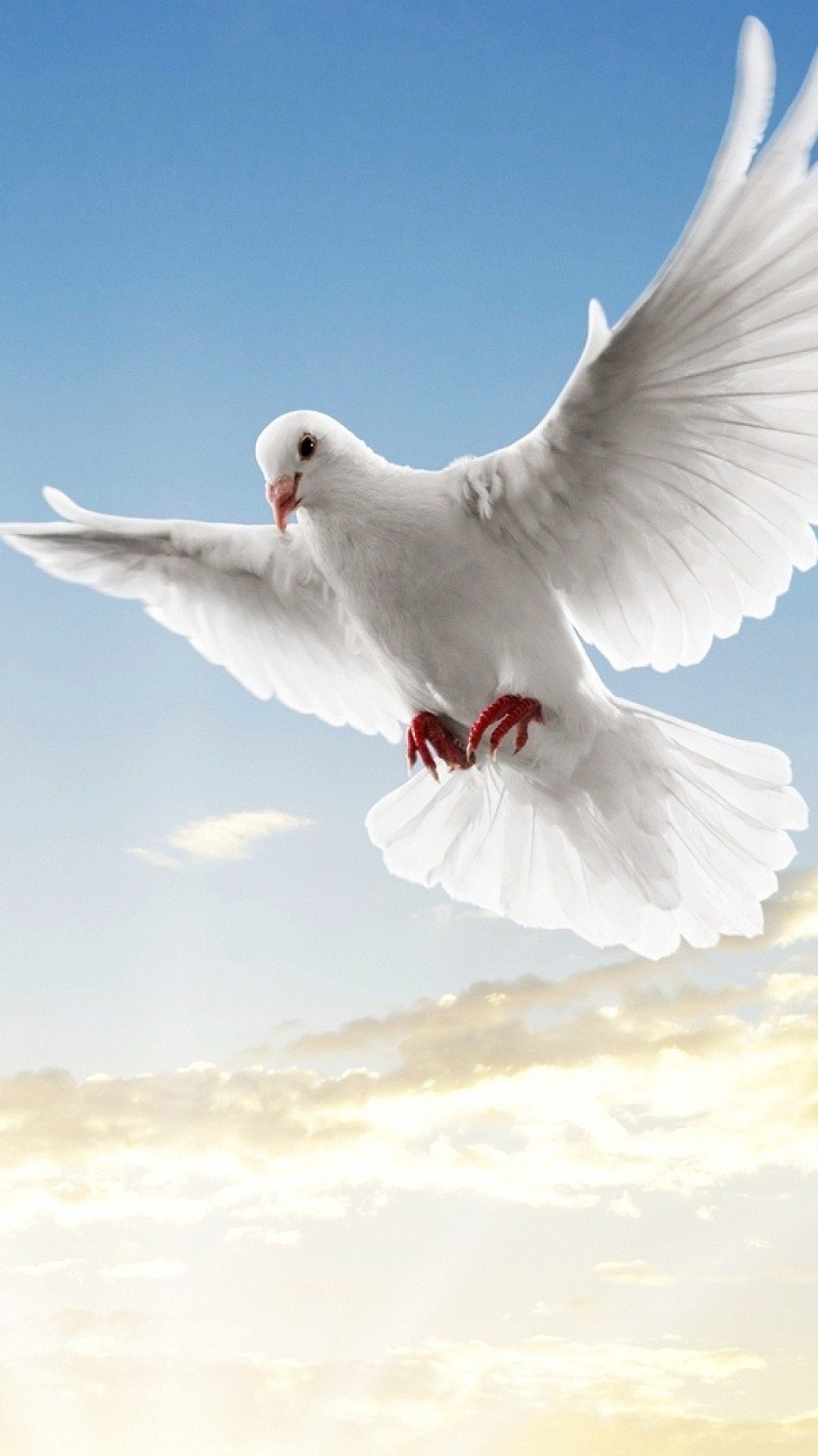 dove wallpaper,bird,sky,wing,pigeons and doves,rock dove