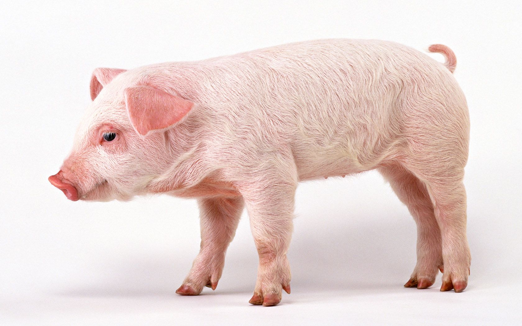 fondo de pantalla de cerdo hd,cerdo domestico,suidae,hocico,ganado,rosado