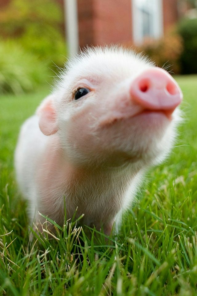 baby pig wallpaper,grass,domestic pig,snout,skin,hamster