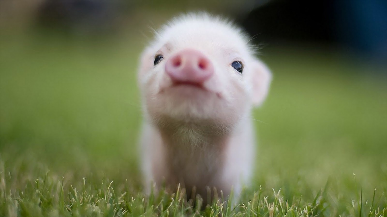 bebé cerdo fondo de pantalla,cerdo domestico,césped,hocico,suidae,de cerca