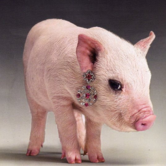 papier peint bébé cochon,porc domestique,suidae,rose,museau,bétail