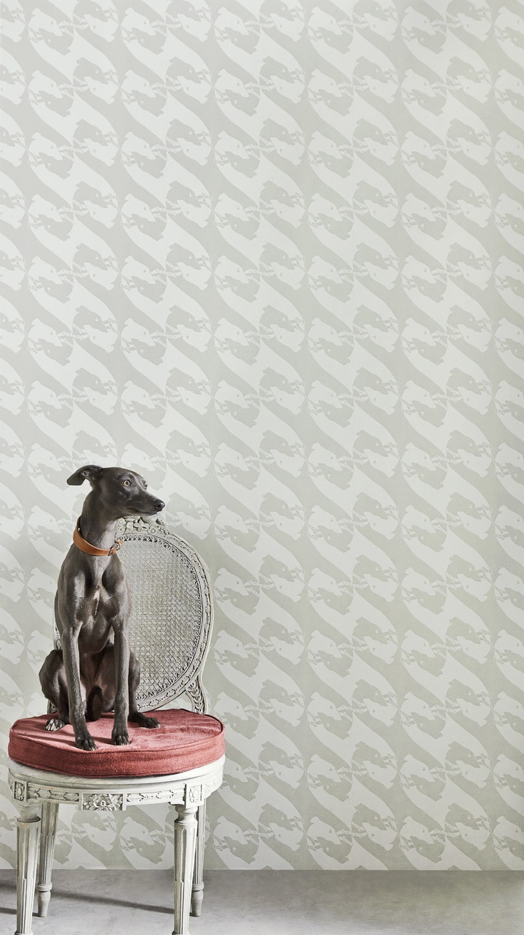 papel pintado de perro para paredes,galgo italiano,lebrel,perro,gato