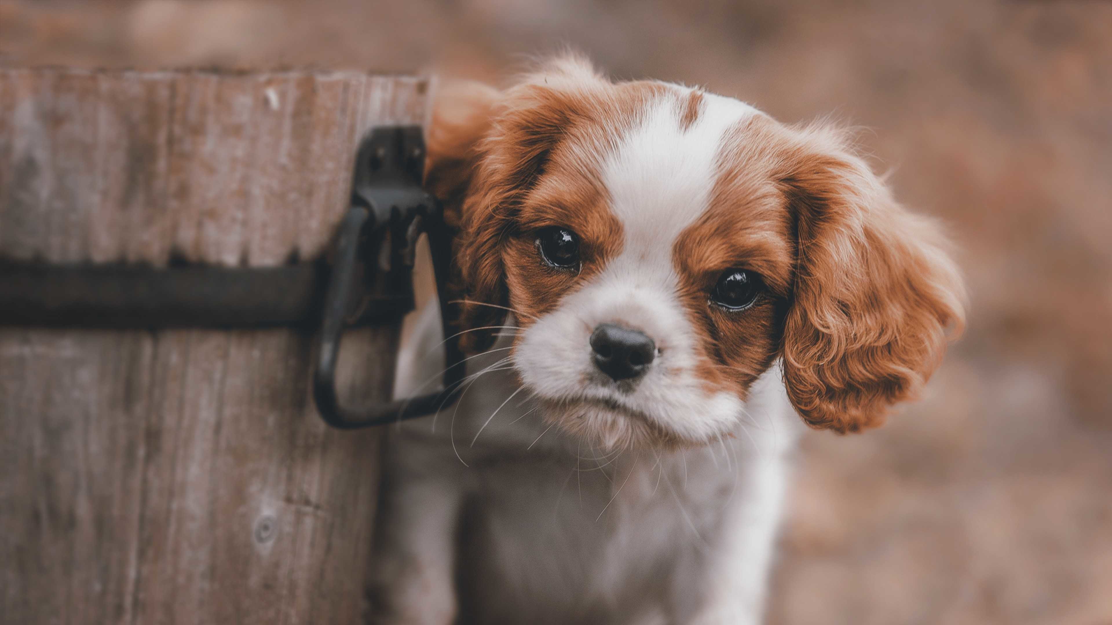 carta da parati per cani per pareti,cane,king charles spaniel,cucciolo,cane da compagnia,cavalier king charles spaniel