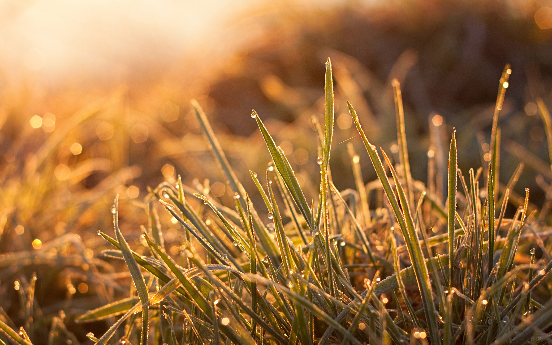 warm wallpaper,nature,grass,water,sunlight,vegetation