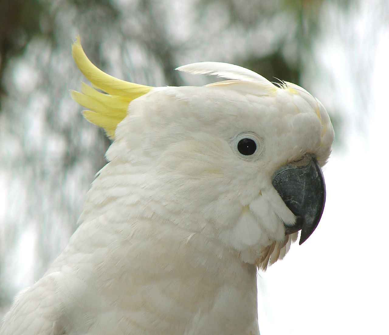 앵무새 벽지,새,소농,유황 볏 앵무새,앵무새,cockatiel