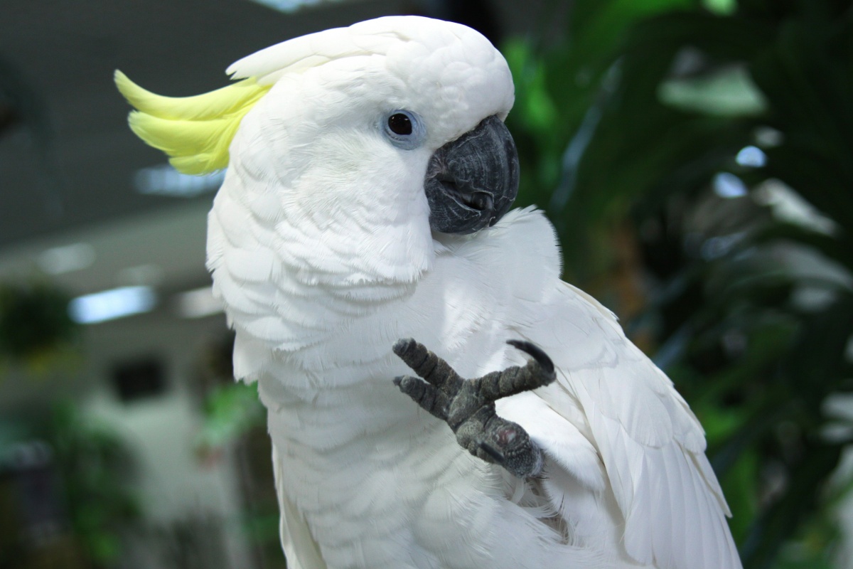 fond d'écran cacatoès,oiseau,cacatoès,cacatoès huppé,perroquet,ara