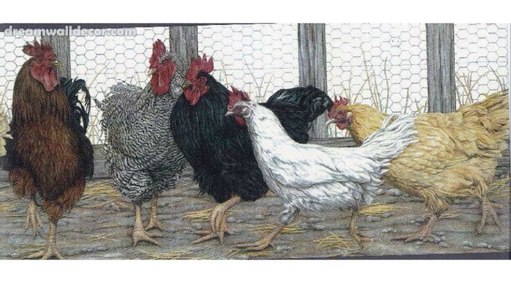 bordure de papier peint de poulet,poulet,coq,oiseau,volaille,la volaille