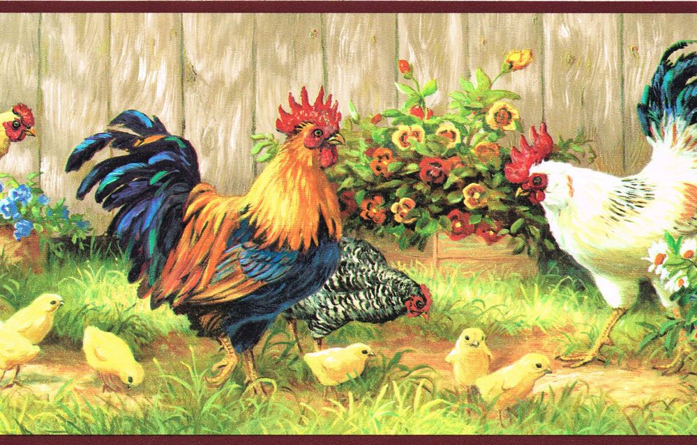 bordure de papier peint de poulet,poulet,oiseau,coq,volaille,bétail