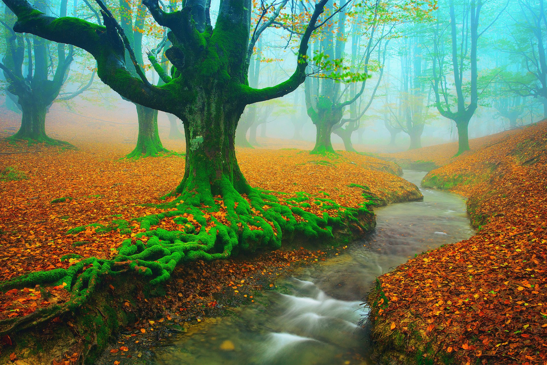 abd tapeten,natürliche landschaft,natur,baum,grün,blatt