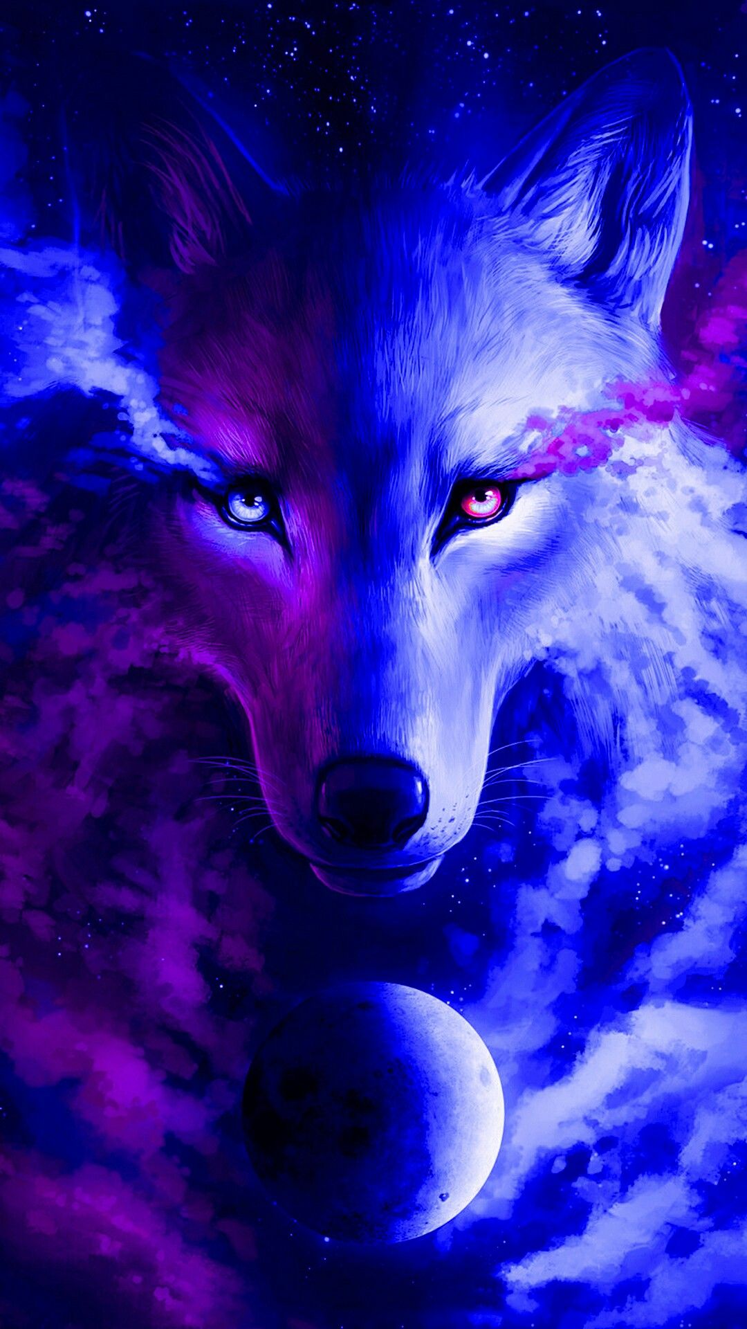 fonds d'écran abd,bleu,loup,violet,loup rouge,faune
