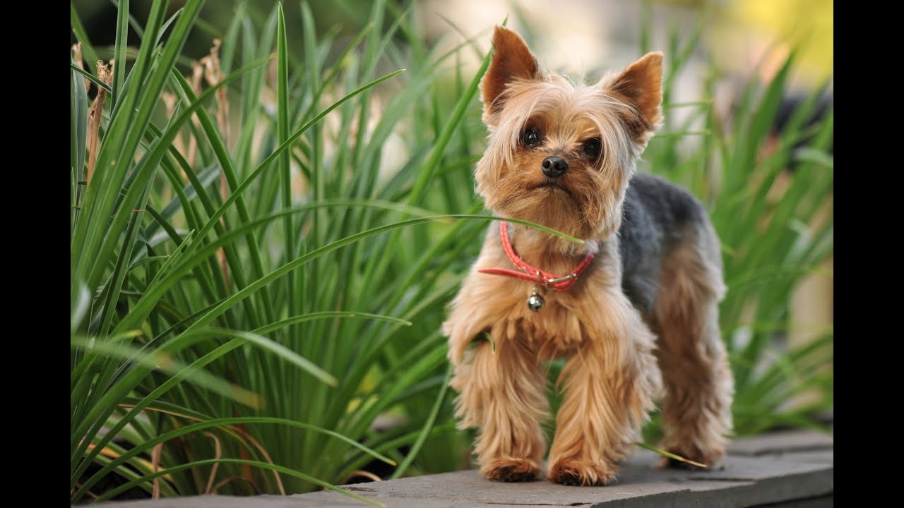 Yorkshire Terrier Wallpaper Hd- WallpaperUse