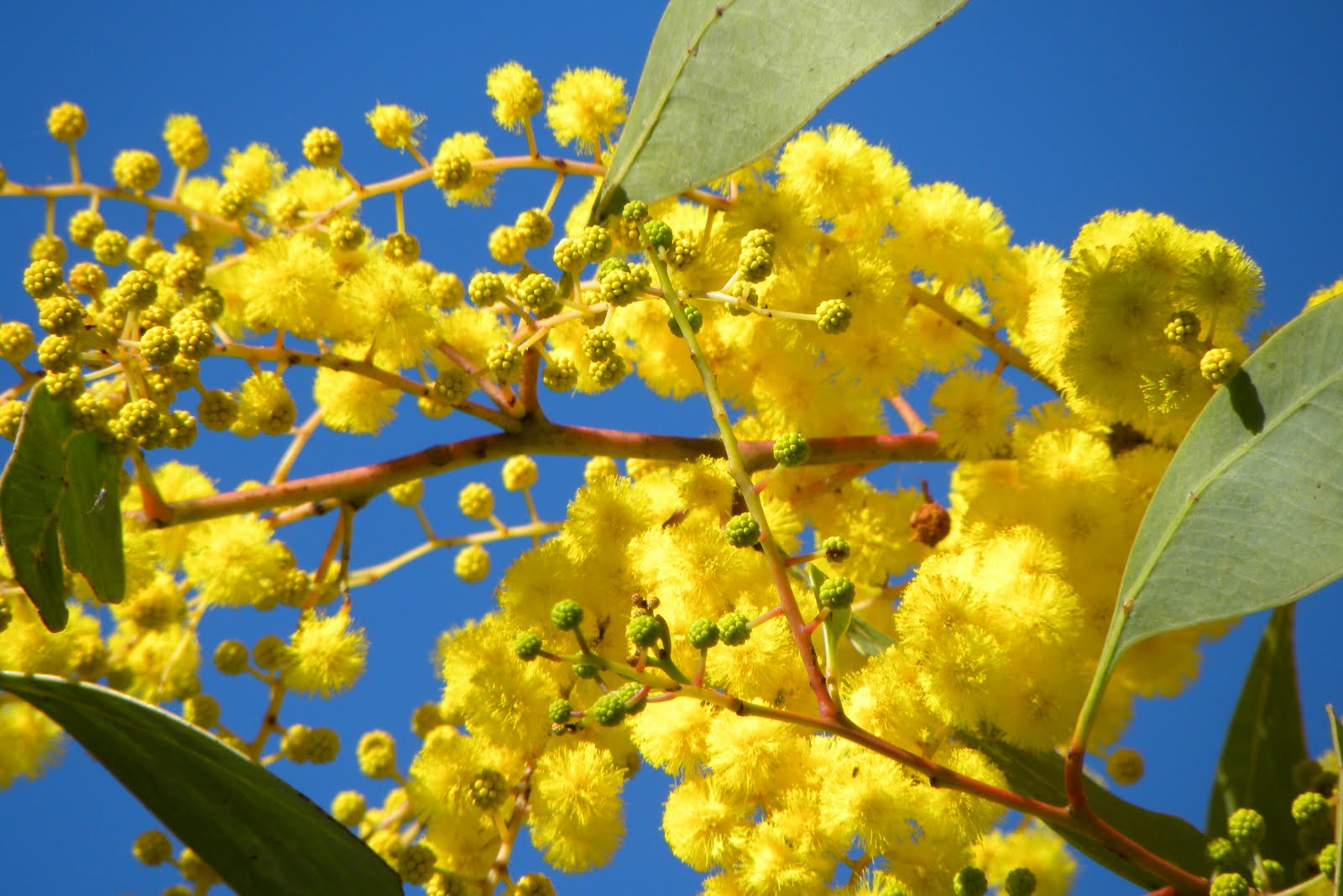 carta da parati floreale in australia,fiore,pianta,albero,giallo,pianta legnosa