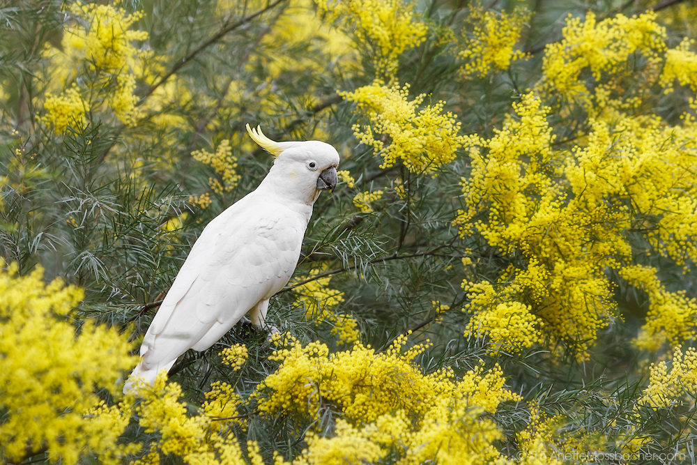 papel tapiz floral australia,pájaro,amarillo,cacatúa con cresta de azufre,loro,fauna silvestre