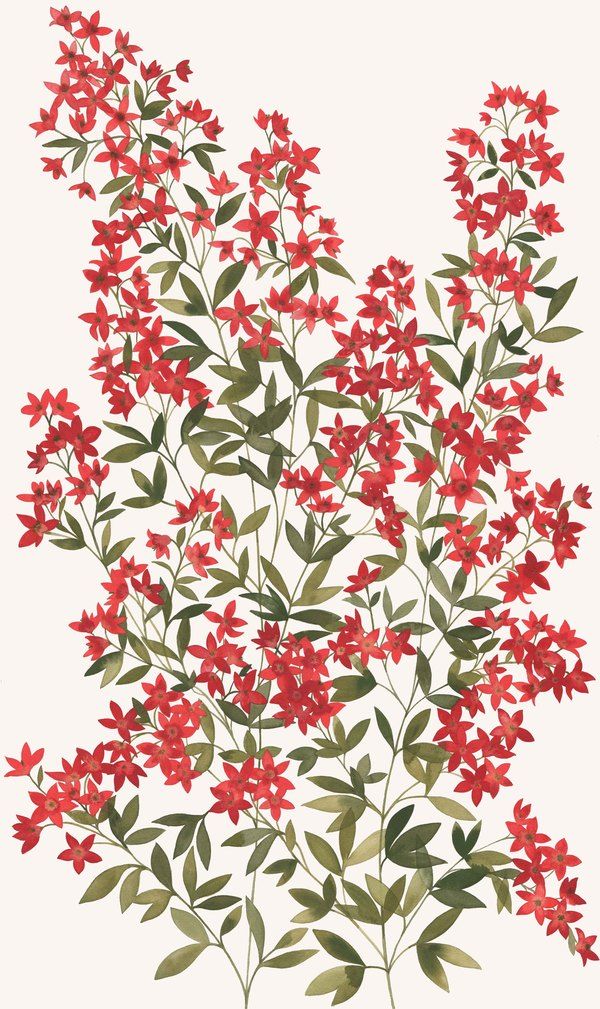 papel tapiz floral australia,flor,planta,planta floreciendo,cortar flores,modelo
