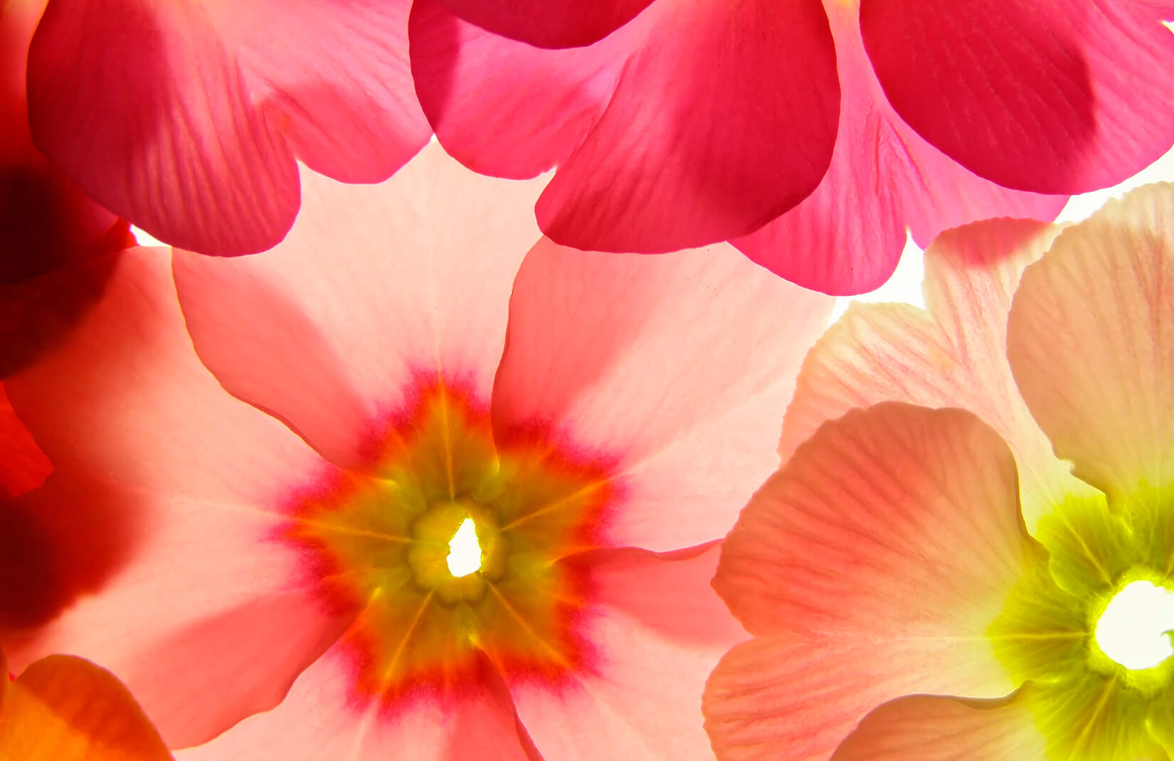 papel tapiz floral australia,pétalo,flor,rojo,rosado,planta floreciendo
