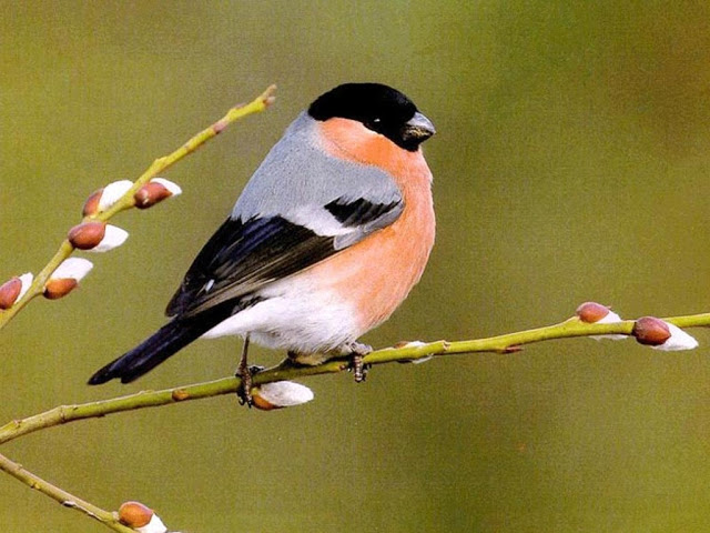 meilleur fond d'écran d'oiseau,oiseau,emberizidae,oiseau perchoir,bouvreuil,oiseau chanteur