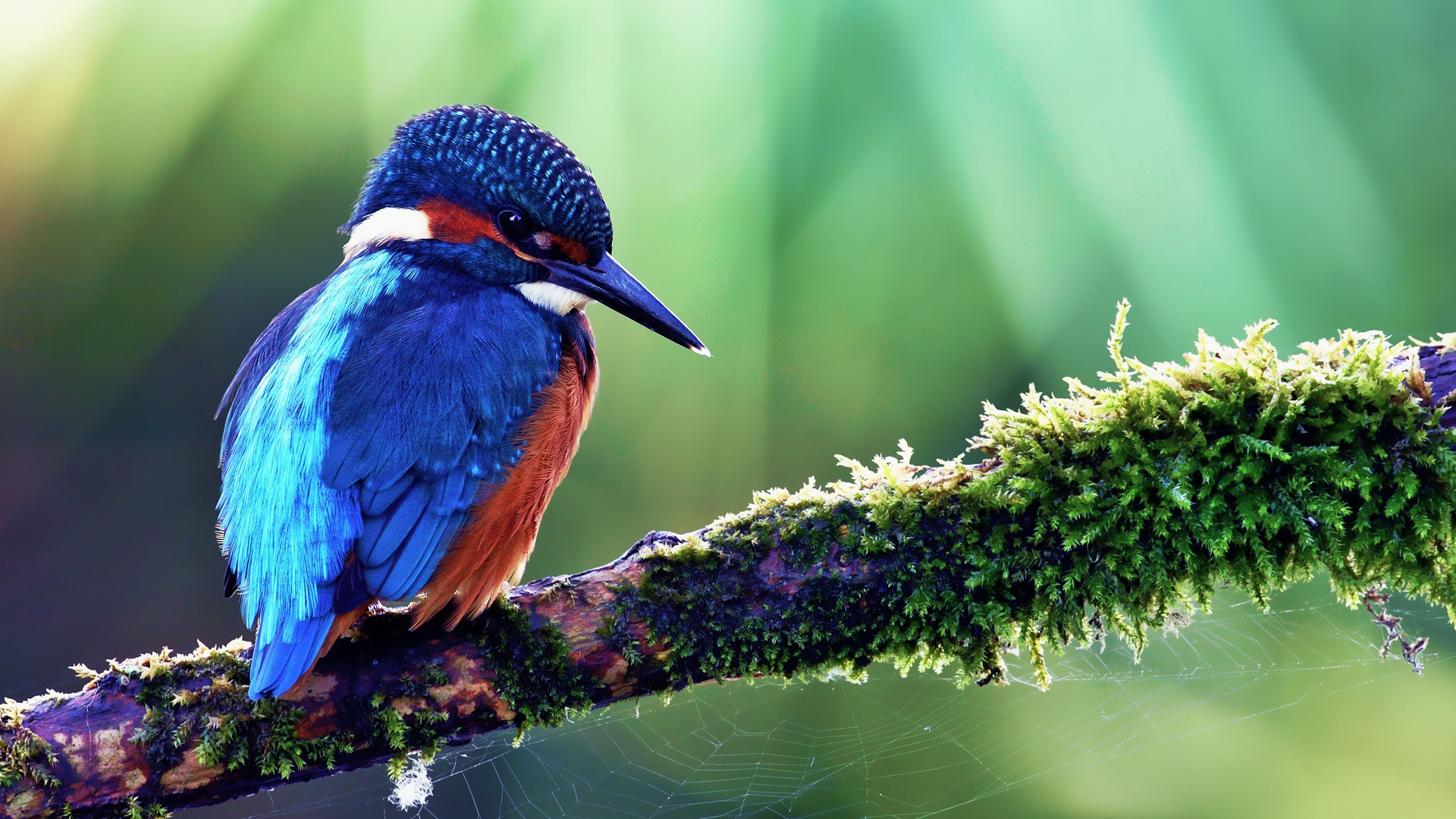 miglior wallpaper per uccelli,uccello,natura,coraciiformes,natura,bluebird