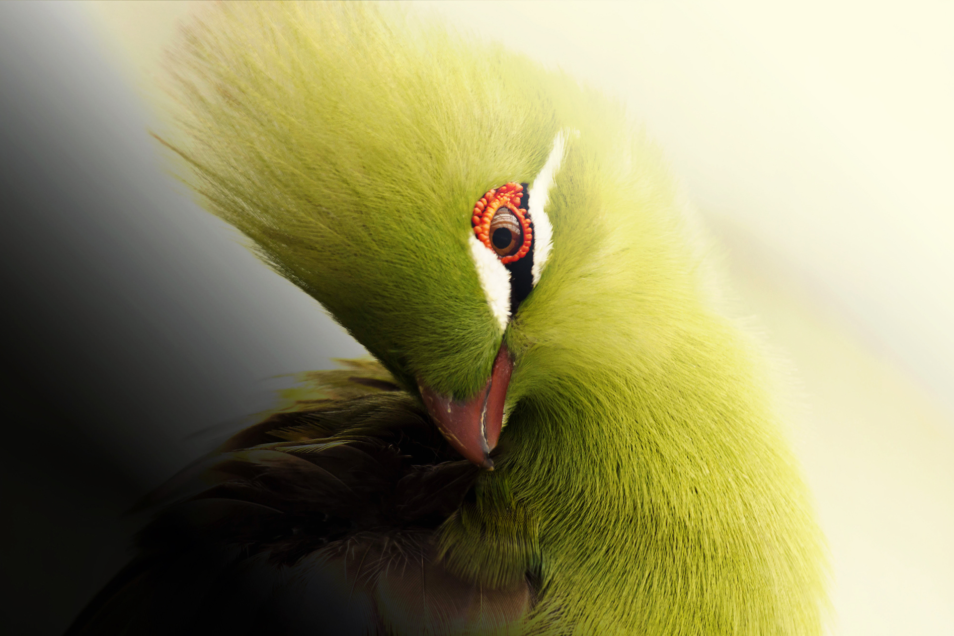 best bird wallpaper,green,yellow,close up,macro photography,bird