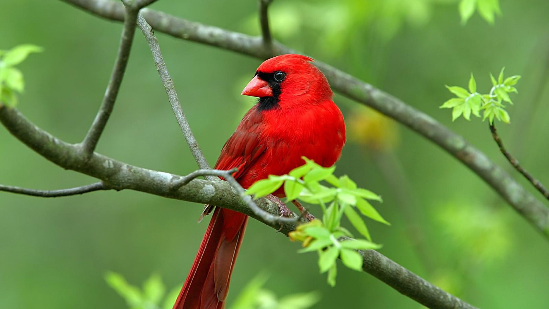 beste vogeltapete,vogel,nördlicher kardinal,hockender vogel,kardinal,pflanze