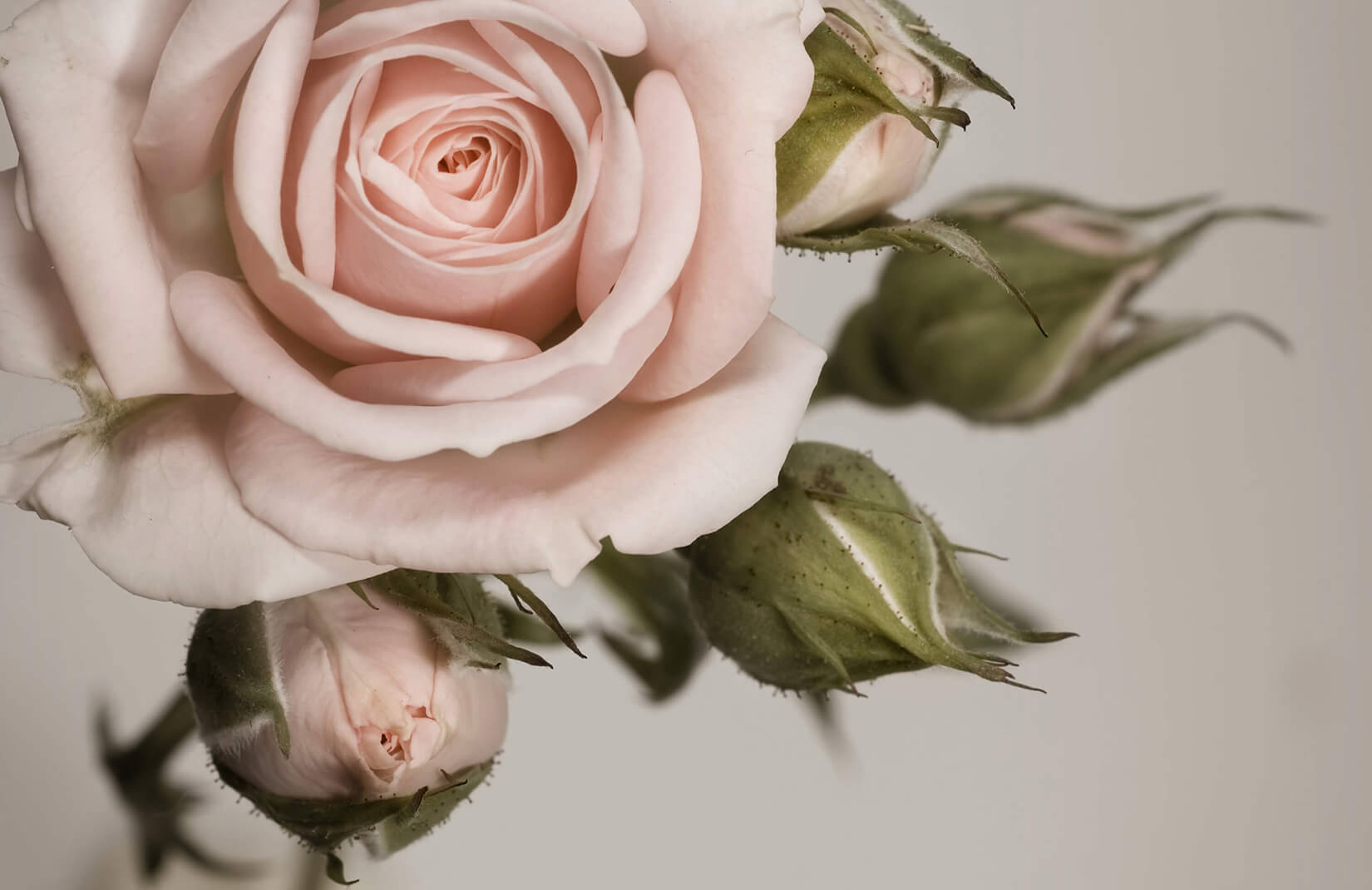 papier peint à fleurs australie,fleur,roses de jardin,blanc,rose,fleurs coupées