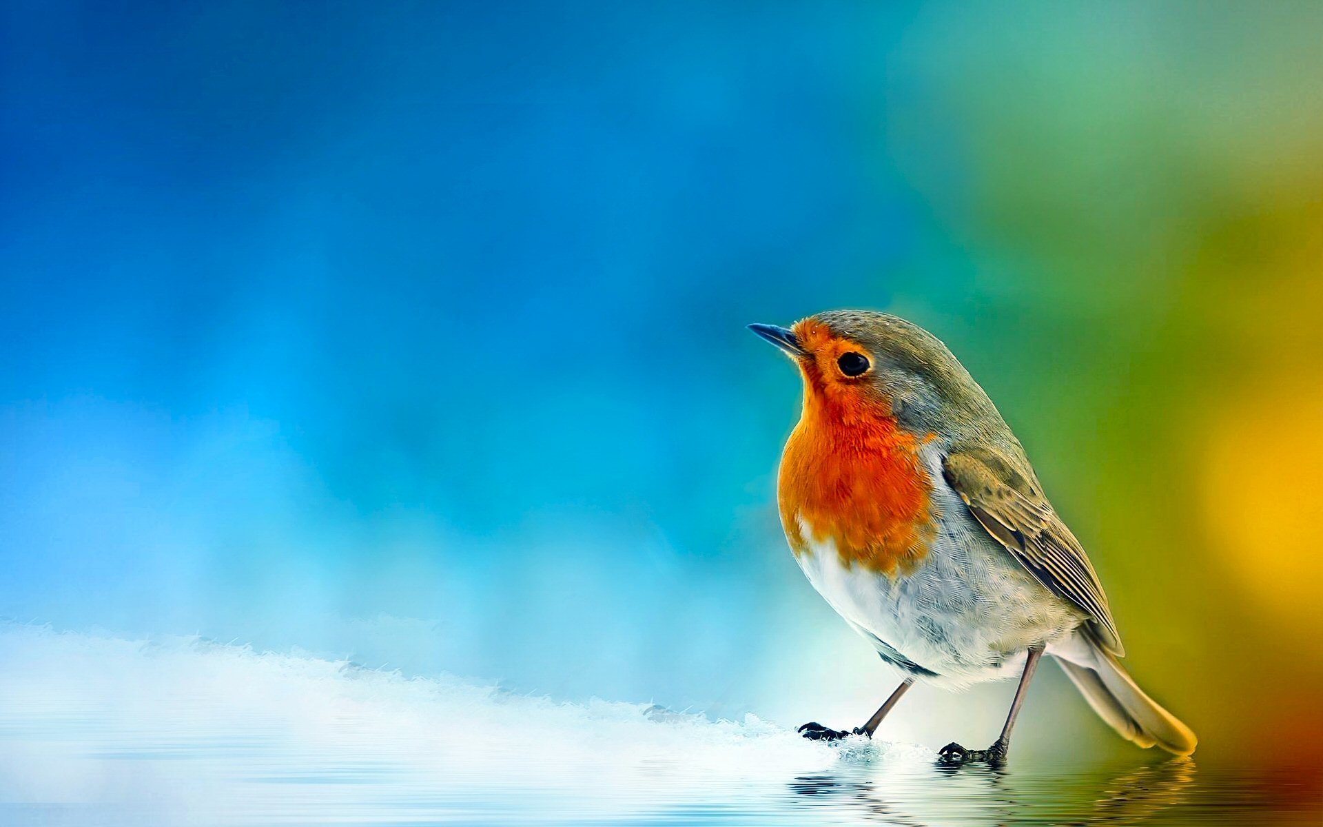 best bird wallpaper,european robin,bird,nature,beak,old world flycatcher