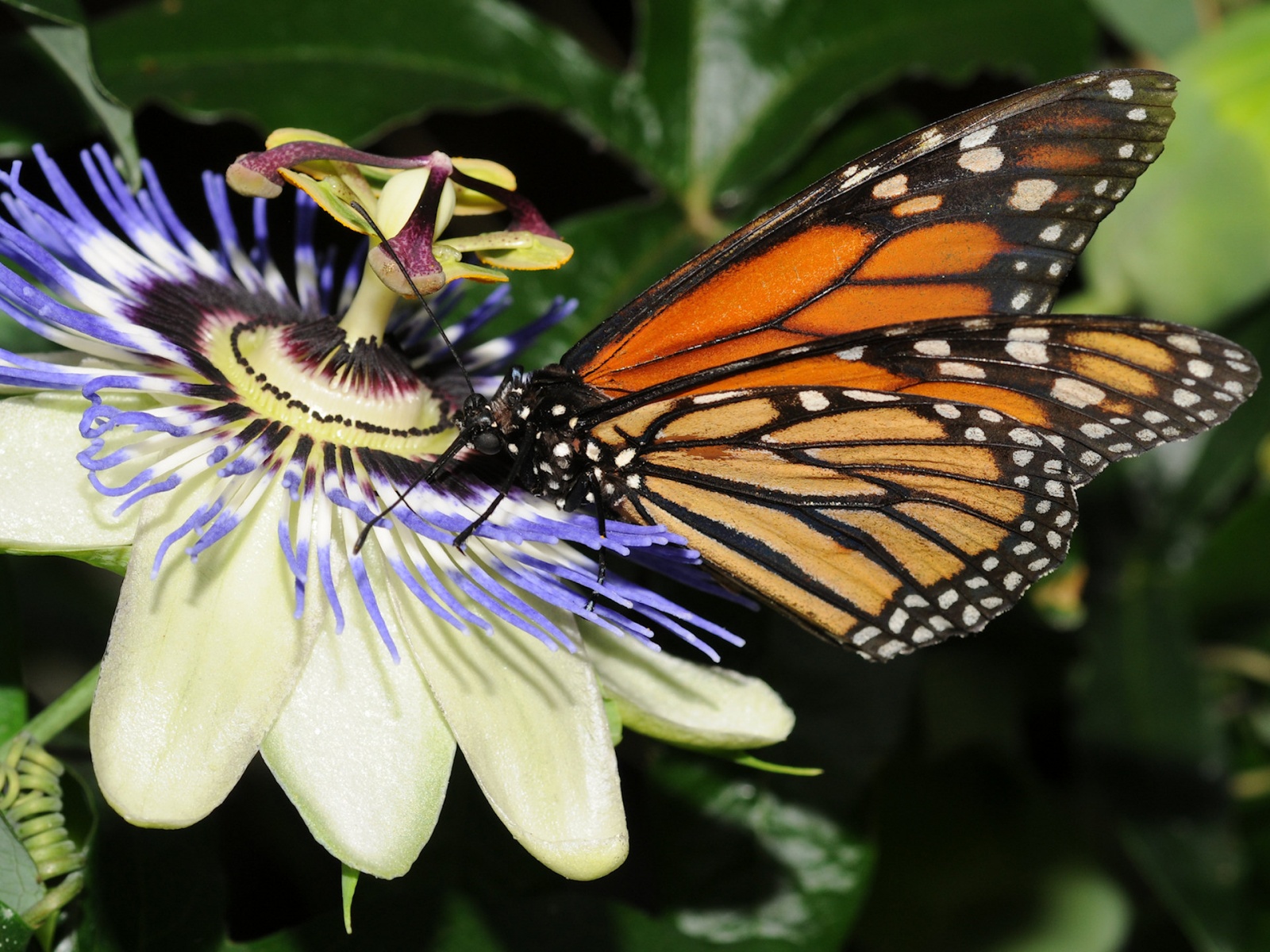 papier peint de beurre,papillons et papillons,papillon,sous genre de cynthia,papillon monarque,insecte