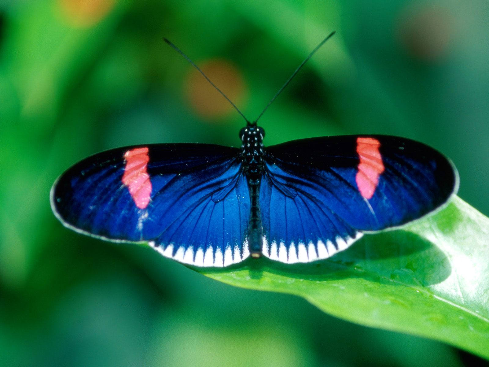 papier peint de beurre,papillon,insecte,papillons et papillons,bleu,invertébré