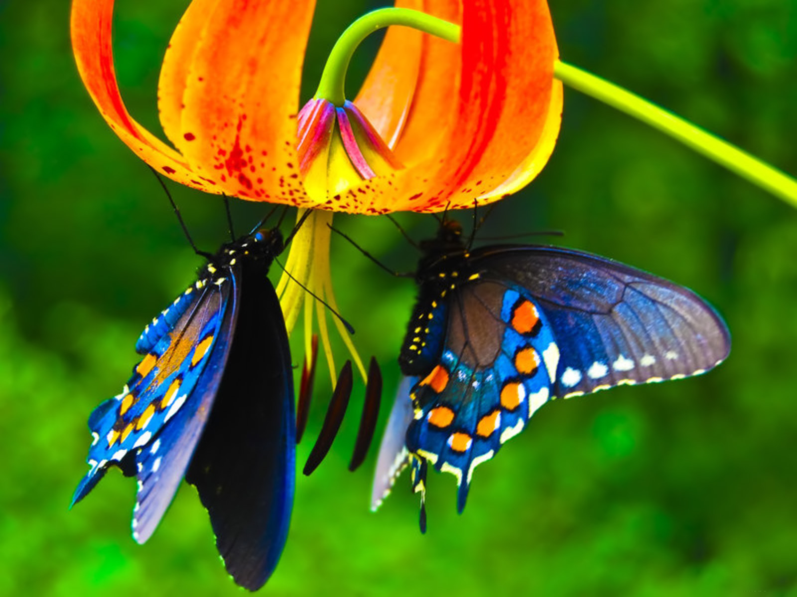 carta da parati burro,la farfalla,blu,falene e farfalle,insetto,invertebrato