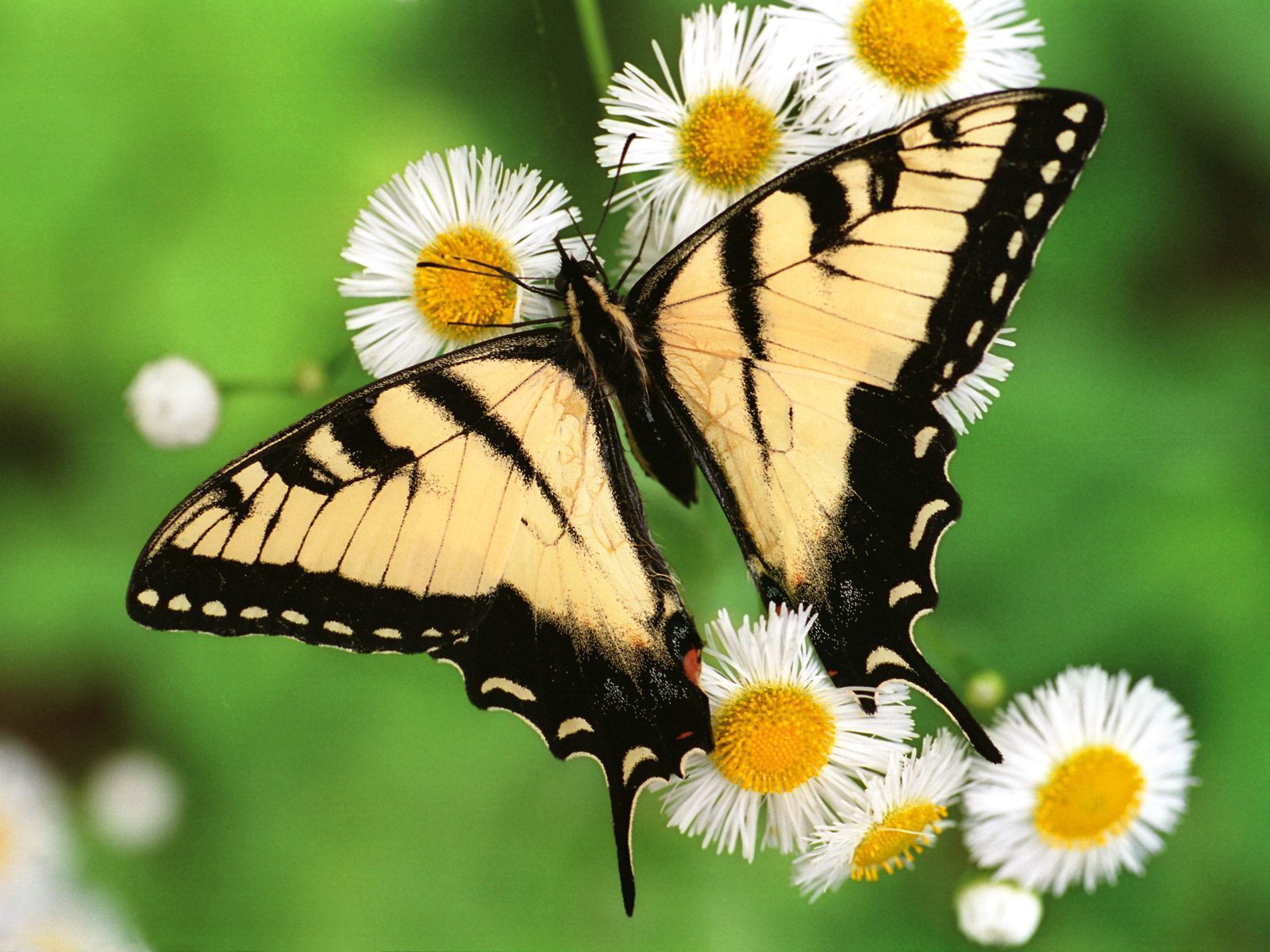 butter tapete,motten und schmetterlinge,schmetterling,insekt,wirbellos,bürstenfußschmetterling