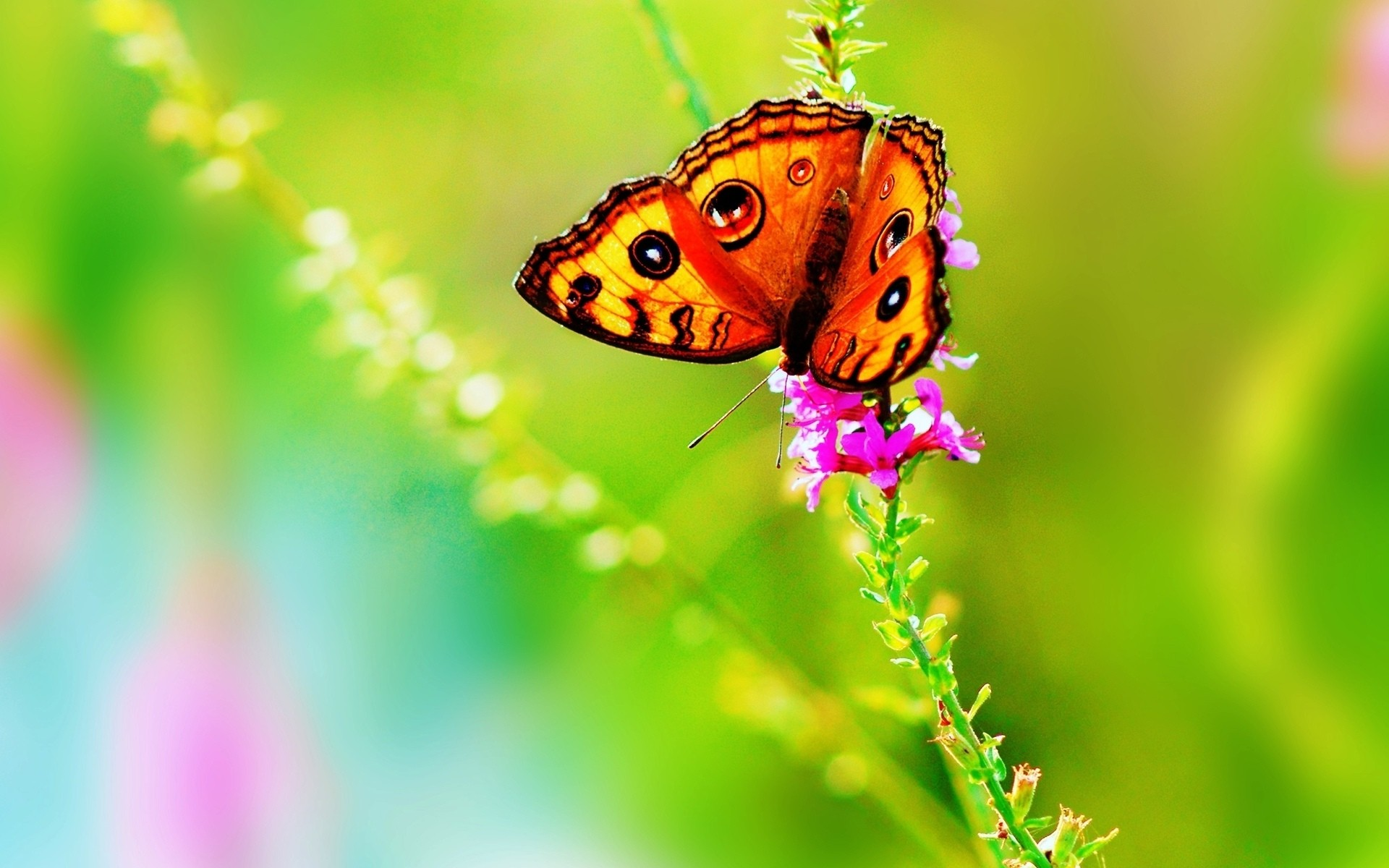fondo de pantalla de mantequilla,mariposa,cynthia subgenus,insecto,polillas y mariposas,naturaleza