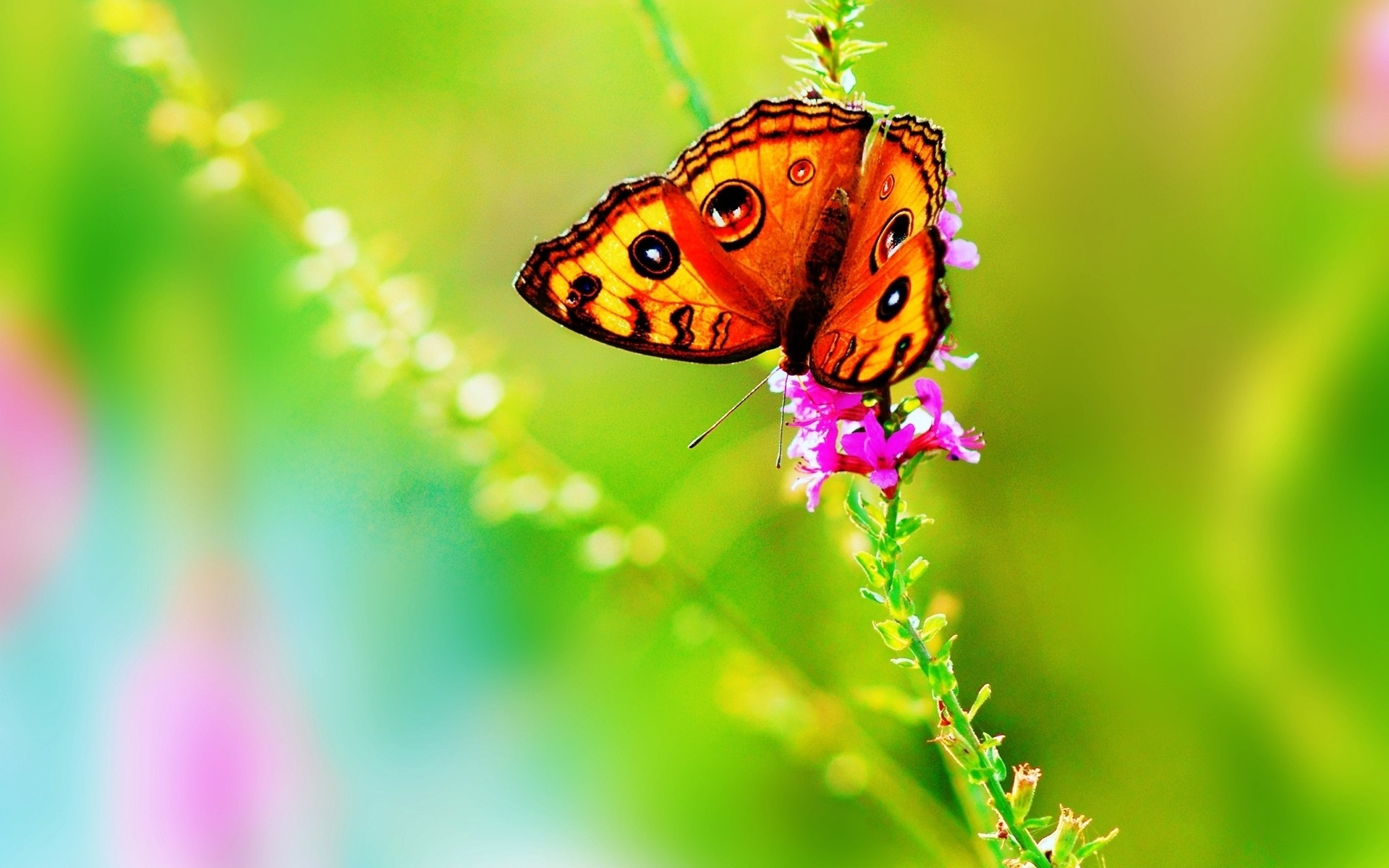 papier peint de beurre,papillon,sous genre de cynthia,insecte,papillons et papillons,la nature