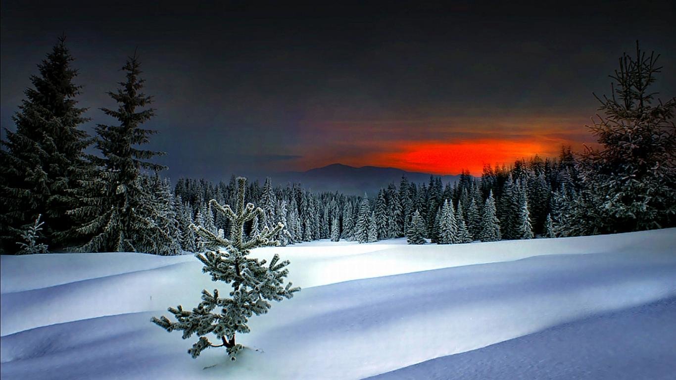 hintergrundbild mit einer auflösung von 1366 x 768,schnee,winter,himmel,natur,baum