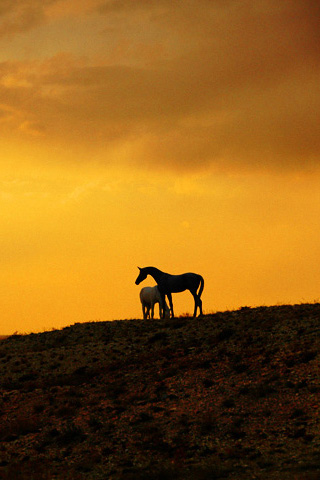 couple fond d'écran pour deux téléphones,ciel,la nature,faune,paysage naturel,prairie