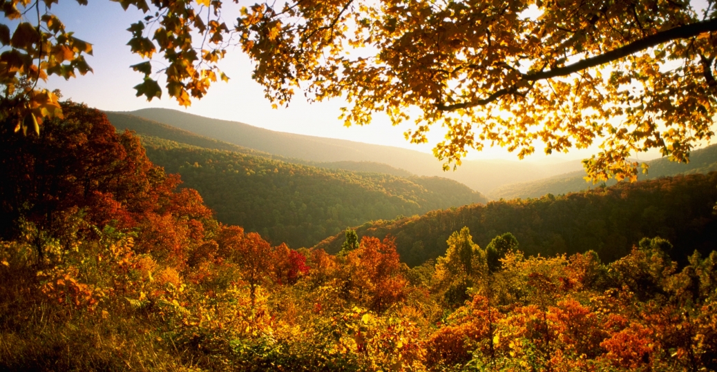 バージニア州の壁紙,自然の風景,自然,葉,木,空