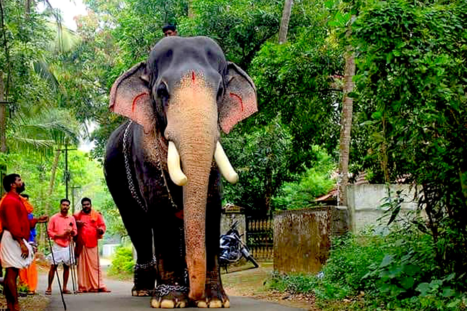 fondos de pantalla de karnan,elefante,elefantes y mamuts,elefante indio,animal terrestre,fauna silvestre