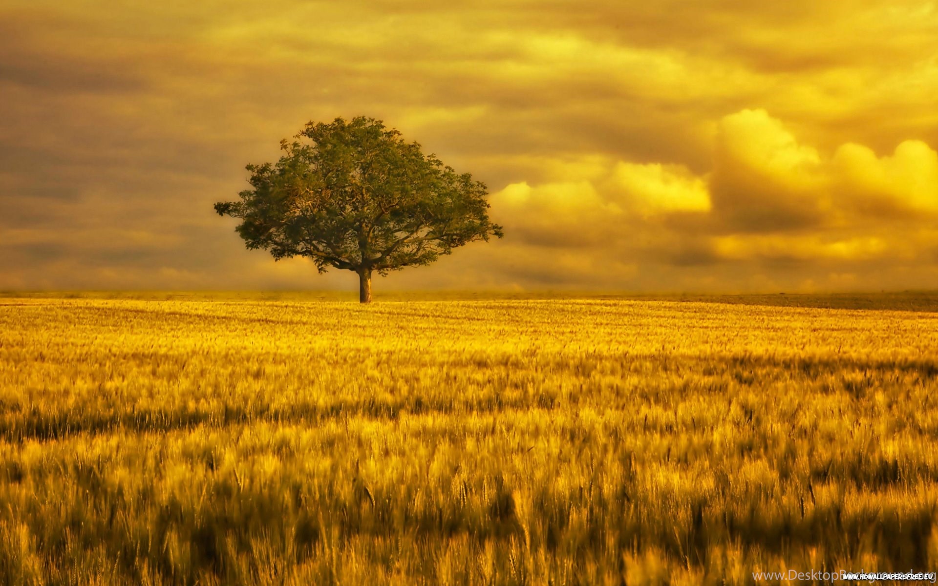 grandes fondos de pantalla hd,paisaje natural,naturaleza,campo,cielo,pradera