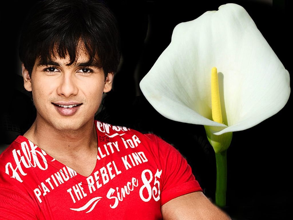 shahid kapoor ke wallpaper,blume,pflanze,lächeln,arum,blütenblatt