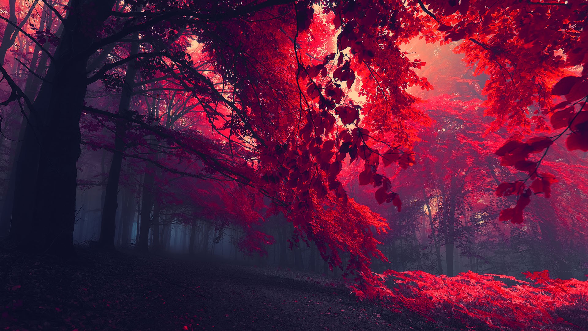 red anime wallpaper,red,nature,sky,geological phenomenon,tree