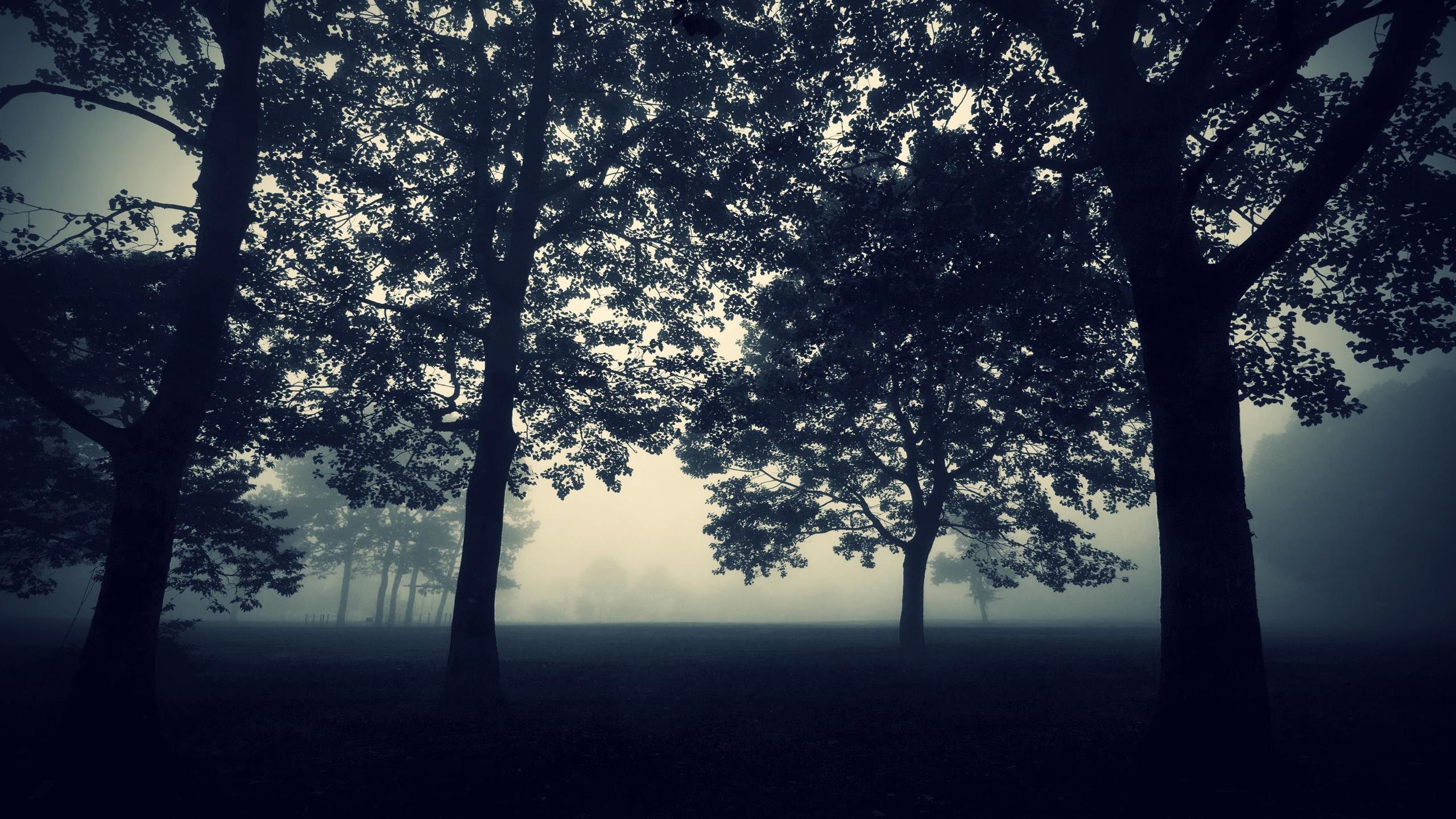 2550 x 1440 tapete,himmel,baum,natürliche landschaft,natur,atmosphäre