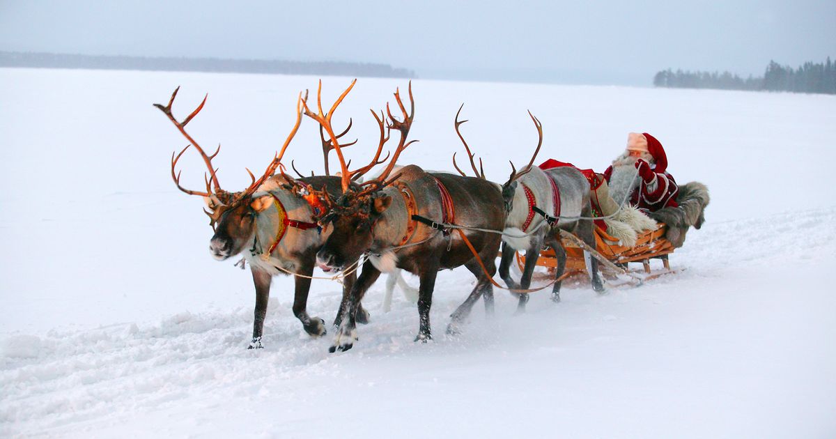 santa claus live wallpaper,reindeer,deer,barren ground caribou,elk,herd