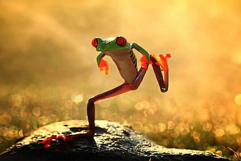 funny hd wallpapers 1080p,tree frog,amphibian,frog,animation,organism