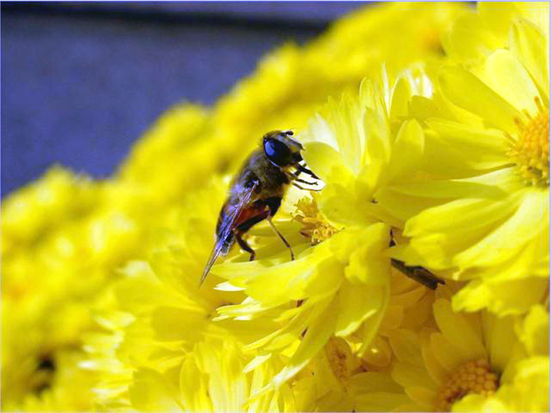 bienentapete für wände,honigbiene,insekt,gelb,biene,membran geflügeltes insekt