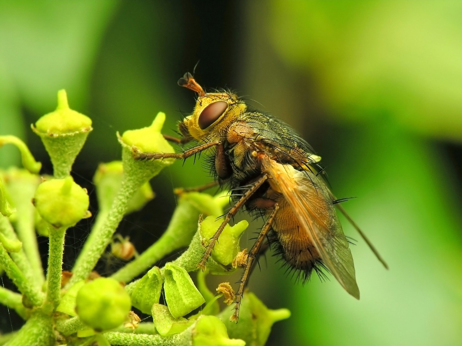 bienentapete für wände,insekt,makrofotografie,pest,wirbellos,tachinidae