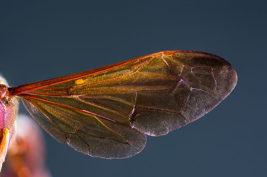 carta da parati ape per pareti,insetto,insetti alati netti,invertebrato,macrofotografia,ala